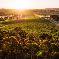 バーン・ヴィンヤーズ BYRNE VINEYARDS